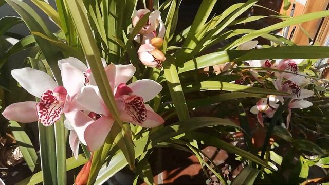 С праздником, мои дорогие девочки, с 8 Марта! смотреть онлайн