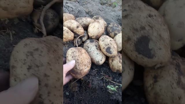 7 сентября 2023 г. смотреть онлайн