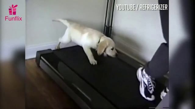 Funny Dogs On Treadmills Funny Ultimate Compilation Bestever смотреть онлайн