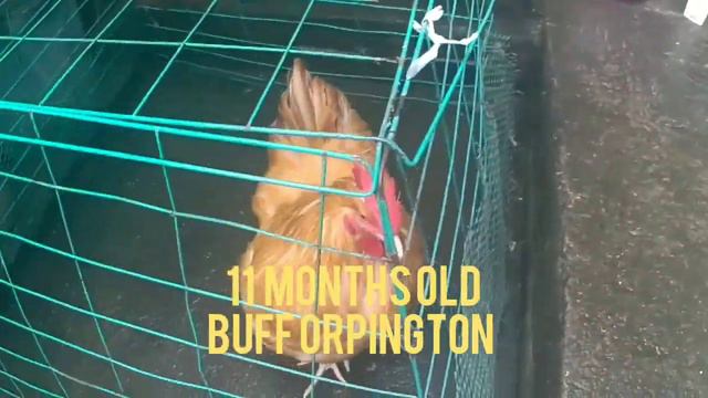 11 Months Old Buff Orpington || TRAVEL NI BLACK ANGEL смотреть онлайн