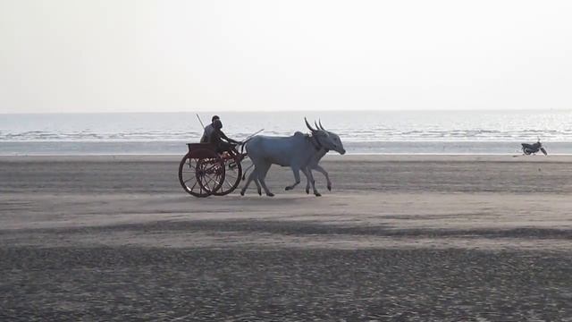 Гонки на быках в Индии смотреть онлайн