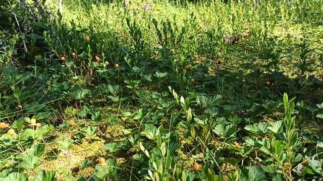 Финляндия продолжаем собр морошки, цена...!!! смотреть онлайн