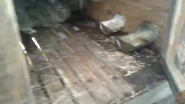 Кролики не едят ячмень... смотреть онлайн