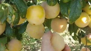 Диполоїдна слива То-Че-Сан. Plum T.S. Sun. Королева жовтих слив з неперевершеним смаком
