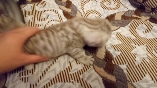 Котятам 25 дней Начинаем кормить!Зубки смотреть онлайн