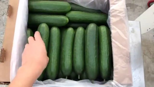 Продам огурцы АГРО.КЗ смотреть онлайн