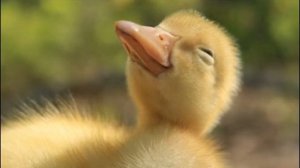 Танец маленьких утят