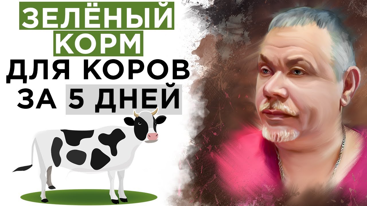 Сенсация, зелёный корм для коров, за 5 дней. ЭмЭко поражает!