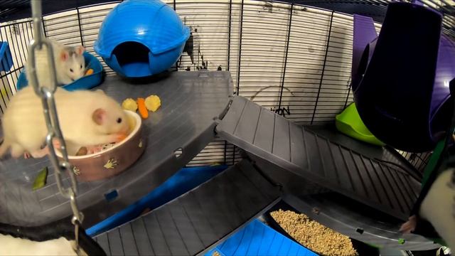 Крысы втирают мяту в бока / Rats rub mint on their sides смотреть онлайн