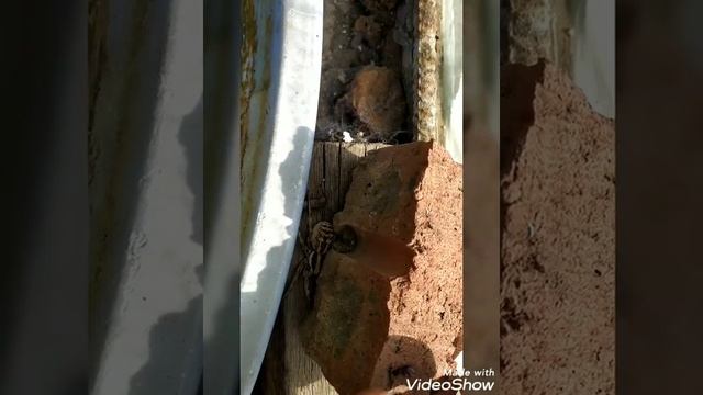 Нашли на даче огромного паука ?? смотреть онлайн