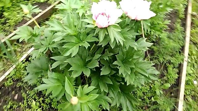 Пион Ферст Арривал (Paeonia Itoh First Arrival смотреть онлайн