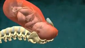 Биомеханизм родов