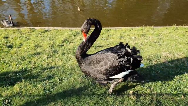 Танец чёрного лебедя - Black Swan Dance - смотреть онлайн