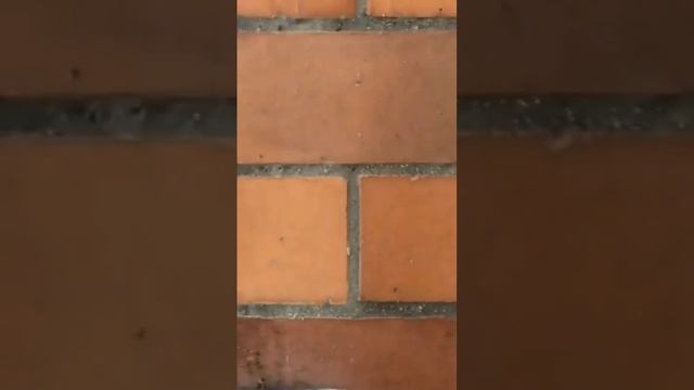 Кот на балконе смотреть онлайн