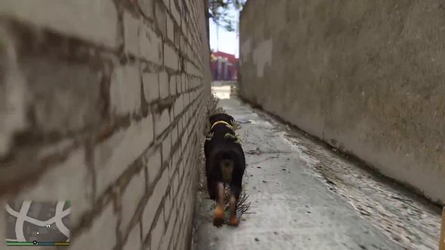 SOBREVIVÍ 99 AÑOS como CHOP en GTA 5 смотреть онлайн
