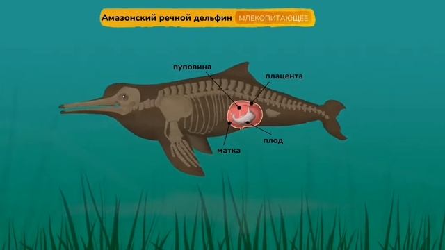 Амазонский речной дельфин Анатомия animals смотреть онлайн