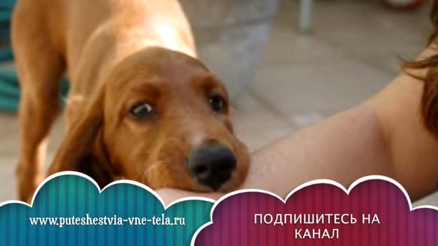 СОННИК - Собака КУСАЕТ во сне смотреть онлайн