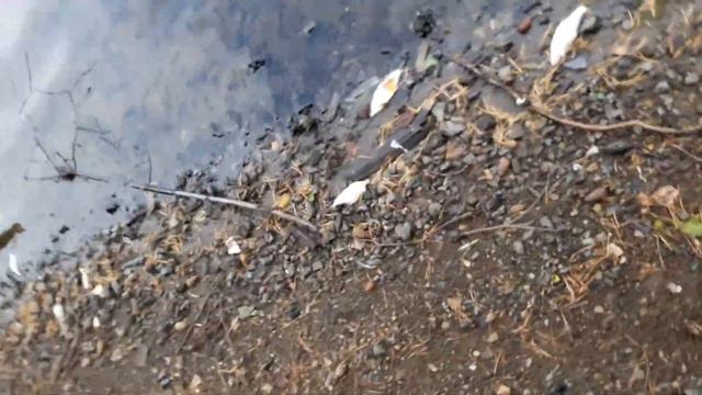 Сысертское водохранилище 02 августа 2017 кошмар!!!! Ужас!!! смотреть онлайн