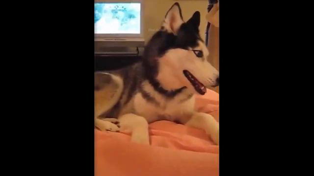 Самые Смешные Животные № 12 смотреть онлайн