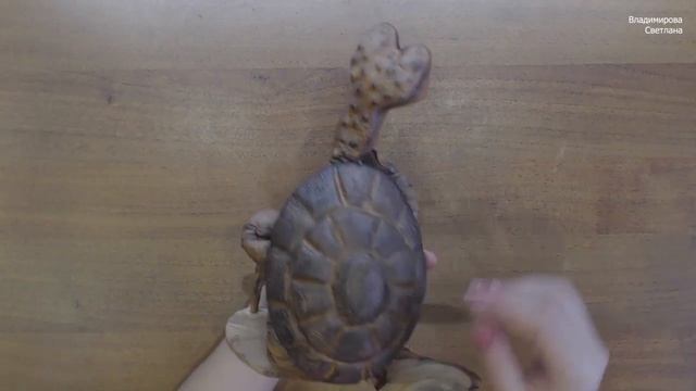 Презентация мк Черепаха долгожитель смотреть онлайн