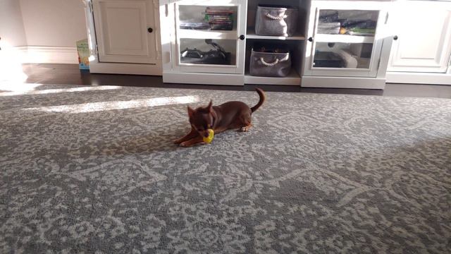Spinning Chihuahua #youspinmeround смотреть онлайн