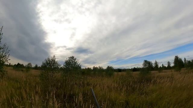 Охота с Дратхааром Гай на Тетерева+Коростеля