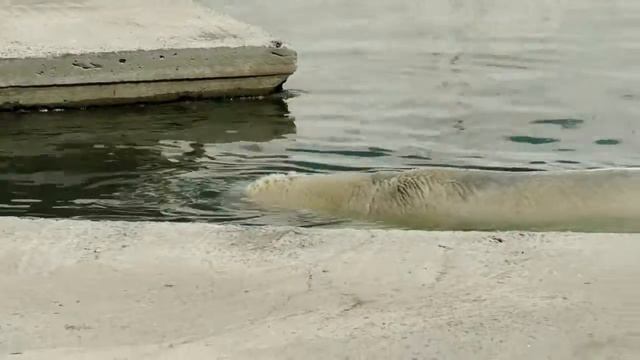 Terpey(Yakut) the Polar Bear in the water, to keep out the summer heat, at Rostov-on-Don Zoo, Russi смотреть онлайн