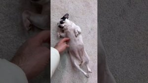 Дом 2! а Тиграну нравится, толстая кривоногая собака Клавы) 2