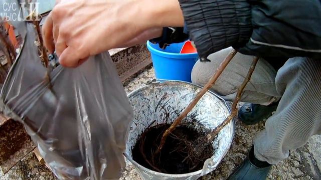 САЖЕНЦЫ / Питомник Сады Урала смотреть онлайн