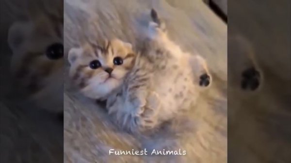 Милые детеныши животных. Самые милые животные 🐶 🐶 🐶 🐶 🐶 🐶 🐶 🐶