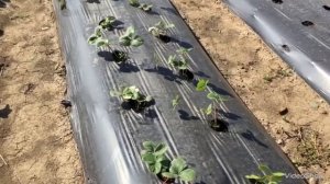 Посадка клубники в Крыму .Купчиха,Кабрилла,Альба,Альбион