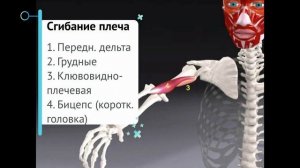 Вся биомеханика плечевого сустава