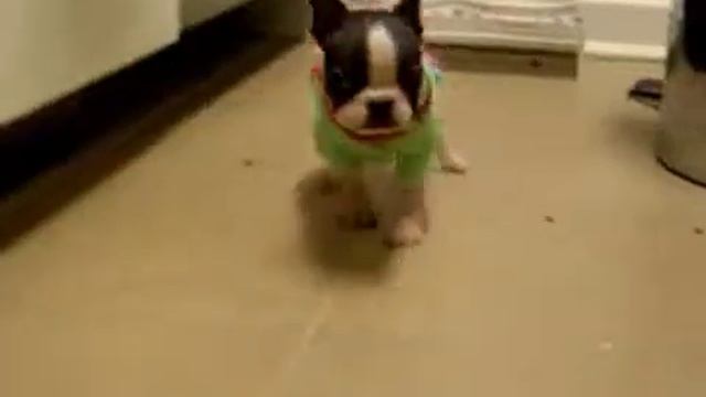 Oscar is Stayin' Alive смотреть онлайн