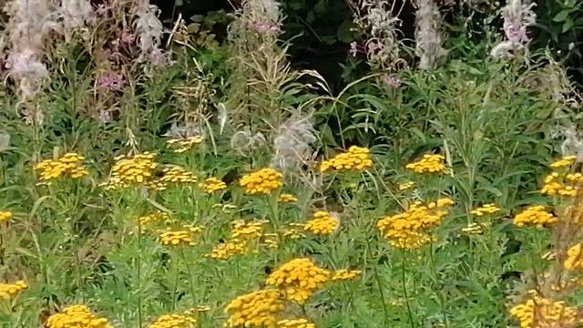 Звуки уходящего лета. смотреть онлайн