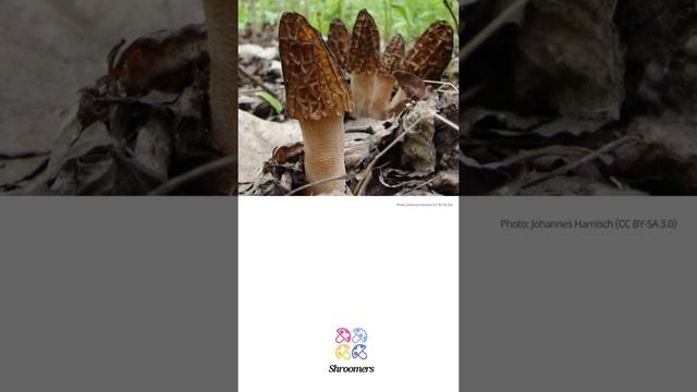 Black morel (Morchella elata) | Synonyms | Scientific Short Profile | Shroomers смотреть онлайн
