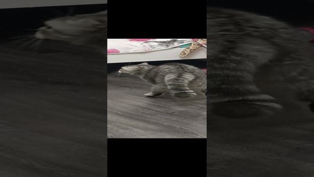 Наша Буся чекккккккк🤣
Играет с моим папой😂😂😂 смотреть онлайн