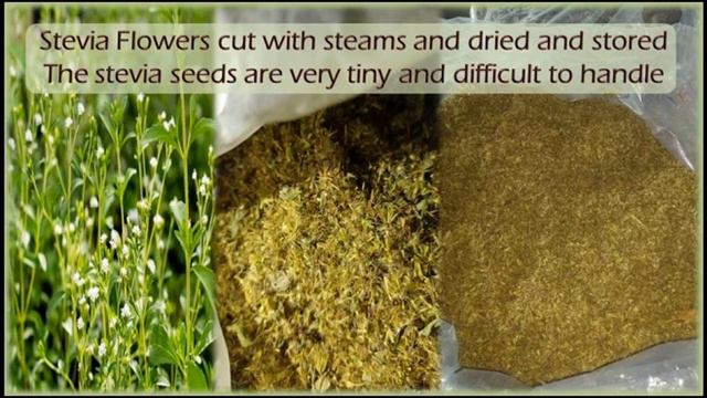 Stevia Germination from Seeds смотреть онлайн