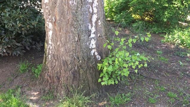 Silver Birch (Betula pendula) - base of trunk & suckers - May 2018 смотреть онлайн