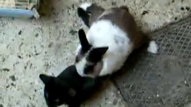 кот и кролик