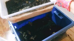 Вермикомпостер своими руками | Обустройство | Переселение червей