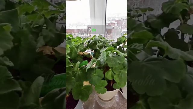 Полив пеларгонии в зимний период #пеларгония #герань #уход #зимовка #растение смотреть онлайн