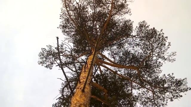 ЕДА И...НАБЛЮДЕНИЯ НАТУРАЛИСТА 24. 11. 19 г. Погода в Нижнеудинске смотреть онлайн