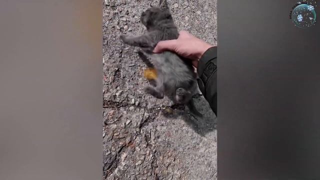 Змея между ног, опасный розыгрыш, можно остаться без ... смотреть онлайн