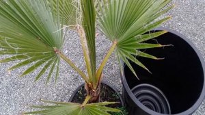 Пальма вашингтония — как выращивать и ухаживать