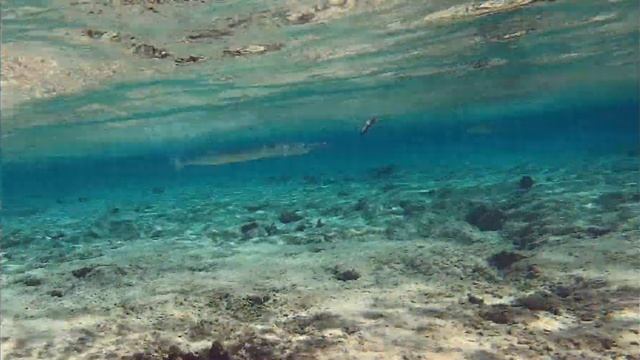 Тилозуры по очереди заглатывают одну и ту же рыбу. Ras Nasrani, 11.2019 смотреть онлайн