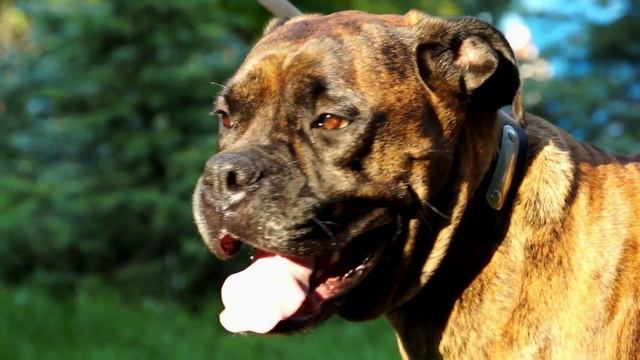 Boxer in Classy Leather Dog Collar with ID Tag for Training and Walking - “Strict Confidence” смотреть онлайн