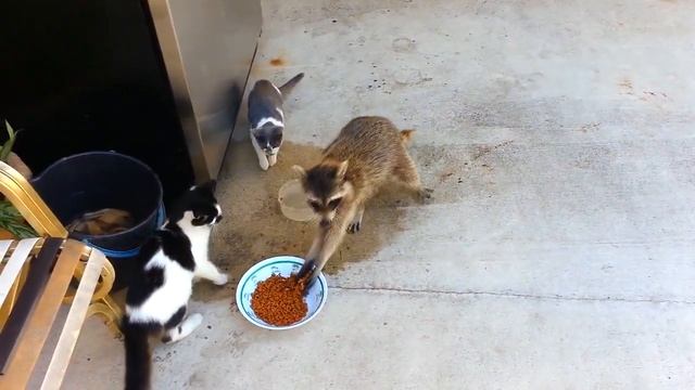 Енот украл еду у котов Упёр хавку Стащил по тихому Raccoon eating cats' смотреть онлайн