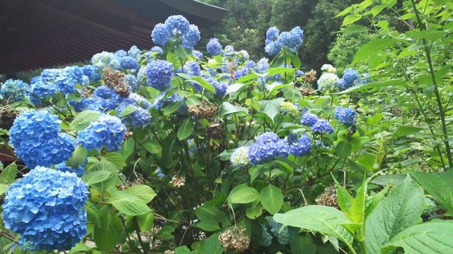 大平山の紫陽花を愛でてみた Japanese hydrangea in Oohira san mountain смотреть онлайн