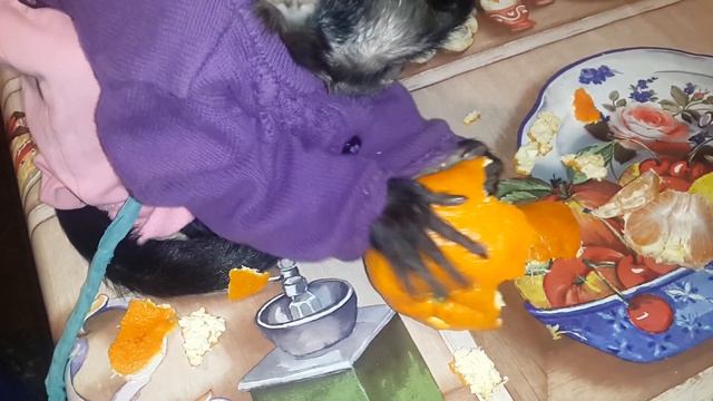2016.12.30 Обезьяна капуцин Масяня. Чистильщик мандаринок. смотреть онлайн