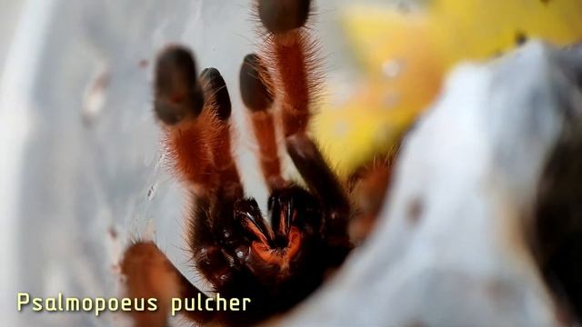 Определение пола Psalmopoeus pulcher смотреть онлайн